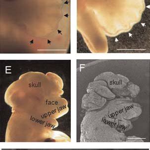 E Mouse And Hamster Embryos Lateral View Of Normal Mouse Embryo Of