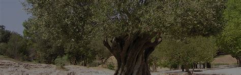 Gnarly Olive Tree Company