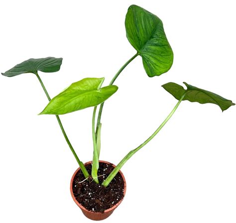 Syngonium chiapense — Plant Wholesale FlorAccess