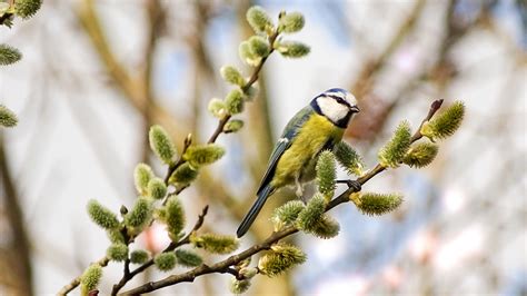 Hintergrundbilder Natur Ast Grün Gelb Tierwelt blühen Frühling