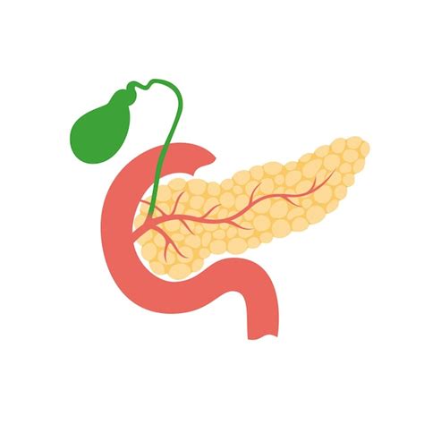 Premium Vector Vector Isolated Illustration Of Pancreas Duodenum And