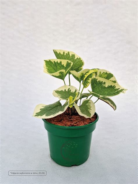 Brunera Variegata - bioogrodek.pl