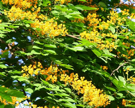 Narra Tree Flowers