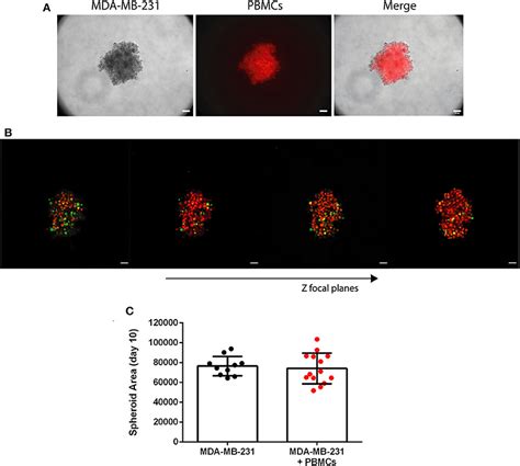 Frontiers Establishment Of A 3D Co Culture With MDA MB 231 Breast