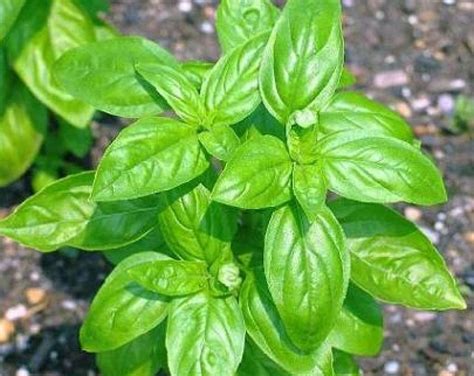 Anpp Animales Y Plantas De Perú Albahaca Ocimum Basilicum