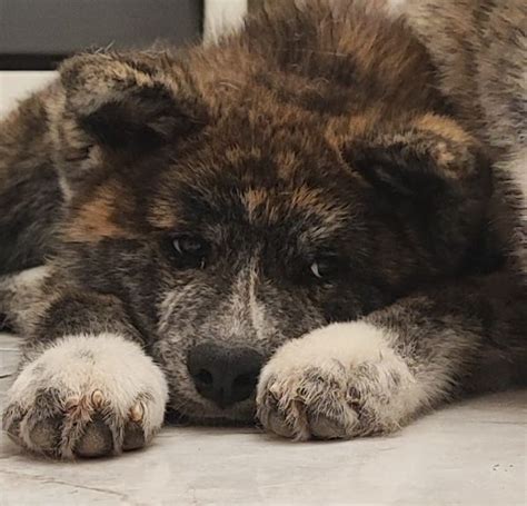 Vendita Cucciolo Akita Inu Da Privato A Akita Inu