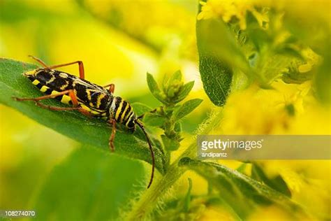 36 Leaf Borer Stock Photos High Res Pictures And Images Getty Images