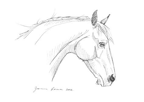 Horse Sketch Head At Explore Collection Of Horse