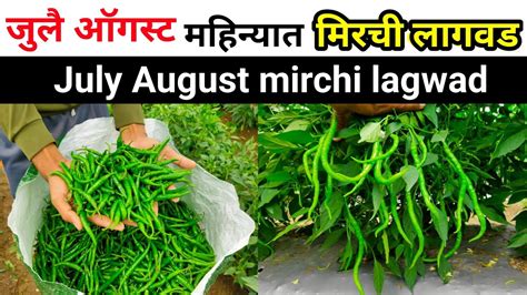 जुलै ऑगस्ट महिन्यात मिरची लागवड July August Mirchi Lagwad मिरची लागवड माहिती Milind Bhor