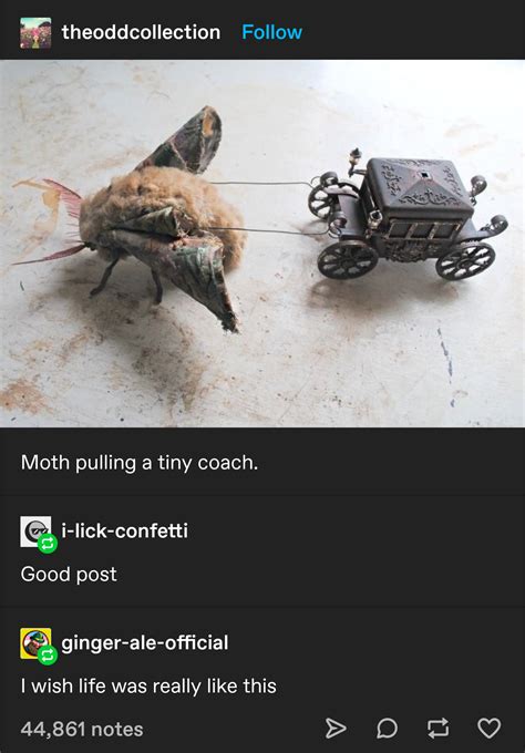 Moth Pulling A Tiny Coach Bug Rcuratedtumblr