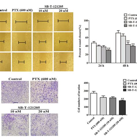 Sb T Inhibits The Migration And Invasion Abilities Of Mcf Ptx