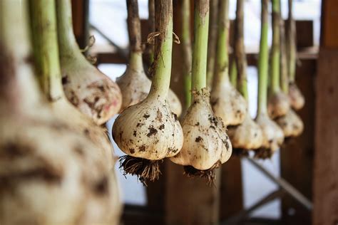 Garlic Drying Vegetable Free Photo On Pixabay Pixabay