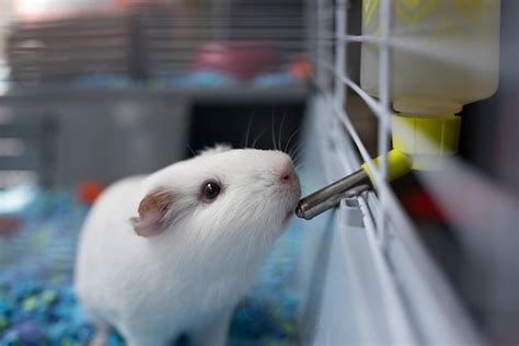 Premium Photo Close Up Of A Guinea Pig Drinking Water