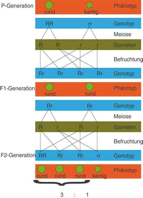 Mendelsche Regeln Genetik Bio Digitales Schulbuch Skripte