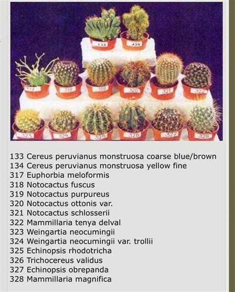 10 Especies de cactus y plantas suculentas fáciles de mantener y