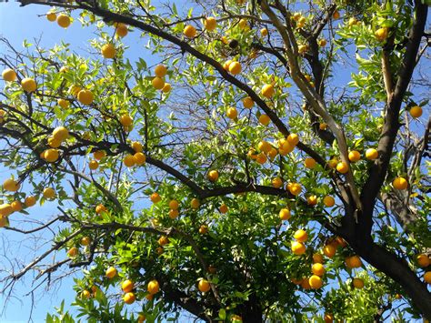 Tree Care: Pruning Citrus Trees - Food Forward