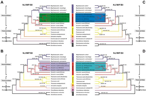 Phylogenetic Relationships Among Ascaridoid Nematodes Phylogeny Was