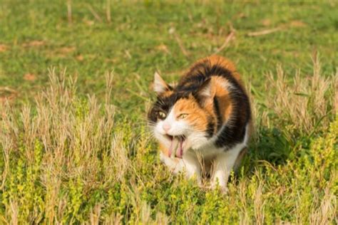 Gastroenterite Nei Gatti Cause Sintomi E Trattamento Cats