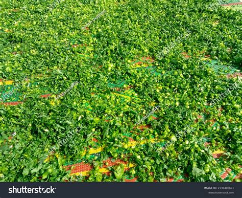 Saag Spelled Sag Saga South Asian Stock Photo 2136406691 Shutterstock