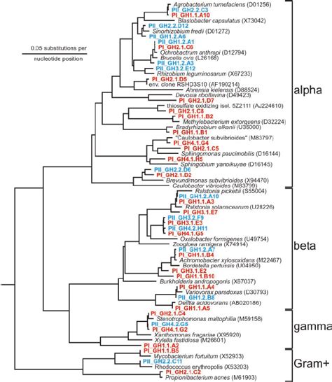 Phylogenetic Tree Based On 16s Rrna Sequences That Were Retrieved From