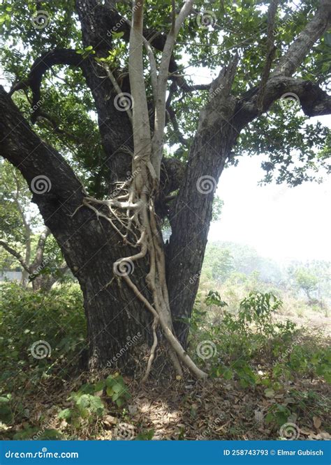 aerial roots   tree stock image image  floor