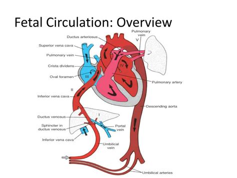 Diagram Step By Step Fetal Circulation Flow Chart Fetal Circ