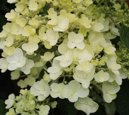 Hydrangea Silver Dollar Shrub In A Litre Pot Cade Street Nursery