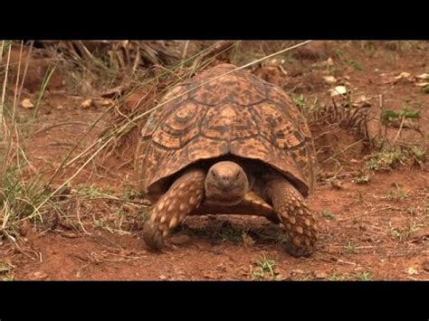 Tortoise Haven Turns Into A Major Tourist Attraction In Kenya Youtube