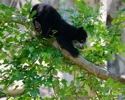 John Baggaley Photography | Andean bear cubs