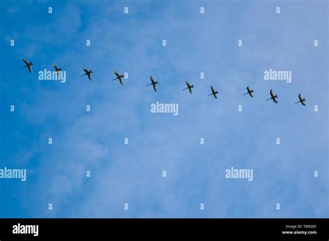 Wedge formation hi-res stock photography and images - Alamy