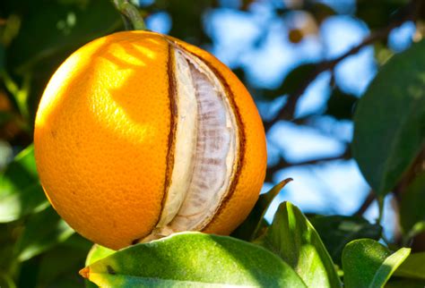 Fotos gratis árbol naturaleza rama Fruta luz de sol hoja flor