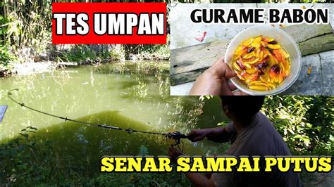 Tes Umpan Jitu Ikan Gurame Dari Buah Sawit Tambah Royco Youtube