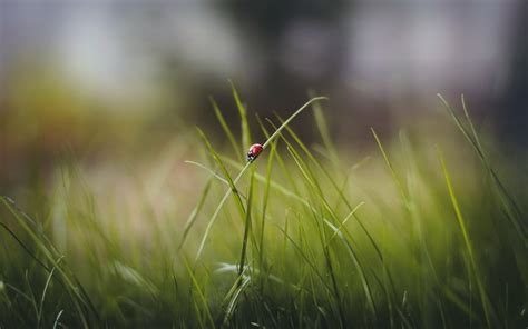 Wallpaper Sunlight Nature Field Green Ladybugs Dew Light Leaf