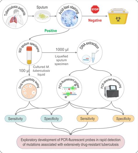 The Flow Chart Of Phenotypic Drug Susceptibility Testing DST