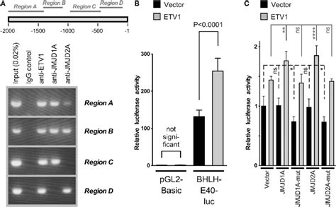 Analysis Of The Bhlhe Gene Promoter In Hct Cells A Chromatin