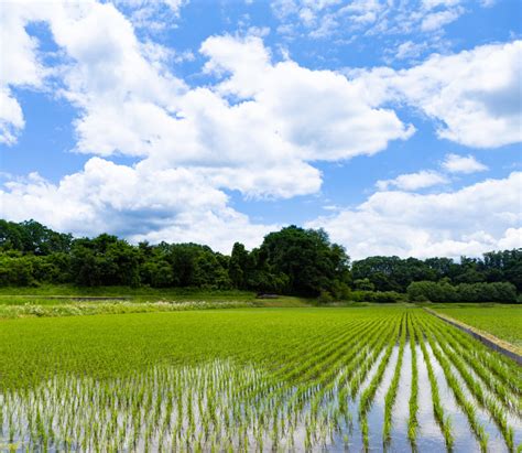 初夏の田んぼと青空02 無料の高画質フリー写真素材 イメージズラボ