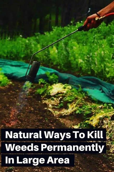 What Kills Weeds Permanently 14 Ways To Kill Weeds