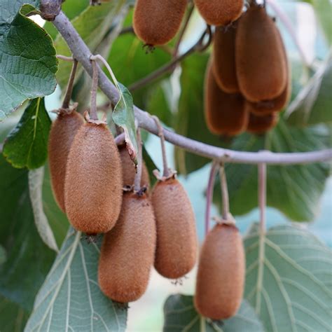 Kiwi Jenny Actinidia deliciosa Variété autofertile à petits fruits