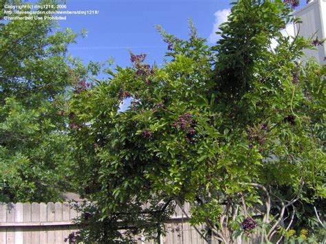 Plantfiles Pictures Callerya Species Evergreen Wisteria Callerya Reticulata By Kauai17