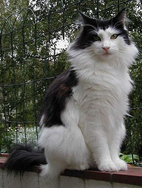 Best Exotic Cat Breeds | List of Most Unusual Cats