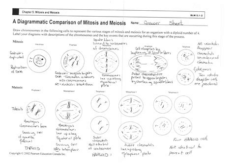 Meiosis And Mitosis Worksheet Answers Mitosis Meiosis Mitosis Vs