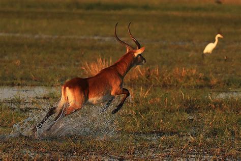 How To Get To Kafue National Park Zambia African Safaris