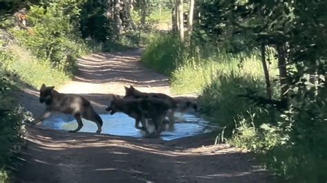 More Colorado Wolf Pups Spotted And Confirmed By Cpw Gohunt The Hunting Company