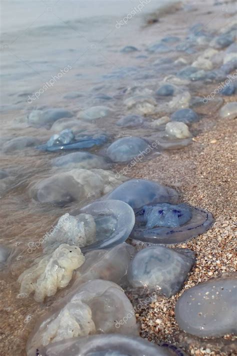 Primer plano de las medusas de maíz y aurelia en la orilla arenosa y en