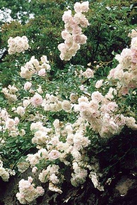 Rosa Sea Foam Shrub Devil Mountain Wholesale Nursery