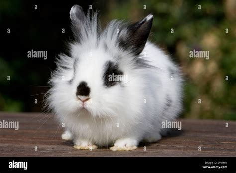 Conejo cabeza leon fotografías e imágenes de alta resolución Alamy