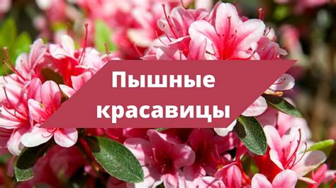 УДОБРЕНИЯ ДЛЯ ПЫШНОГО ЦВЕТЕНИЯ АЗАЛИЙ | Уход за рододендроном - YouTube