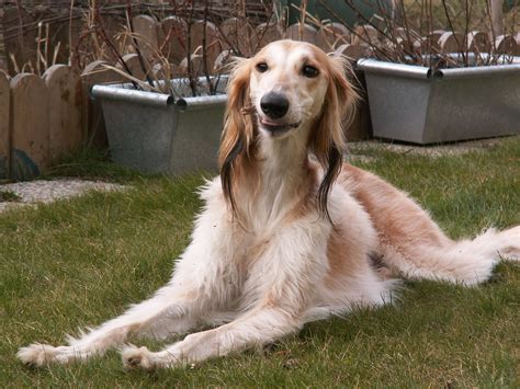 Saluki Information Dog Breeds At Thepetowners