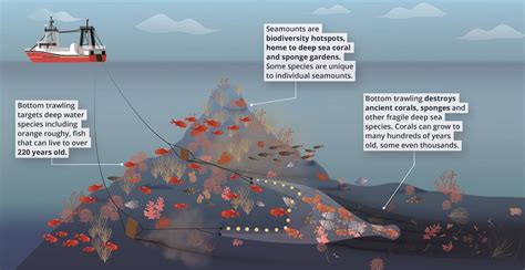 New Report Highlights Deep Sea Species At Risk From Bottom Trawling