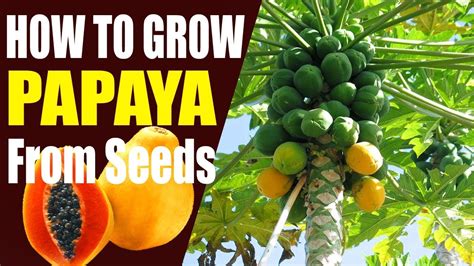 How To Germinate Papaya Seeds Seedling To Transplant Youtube